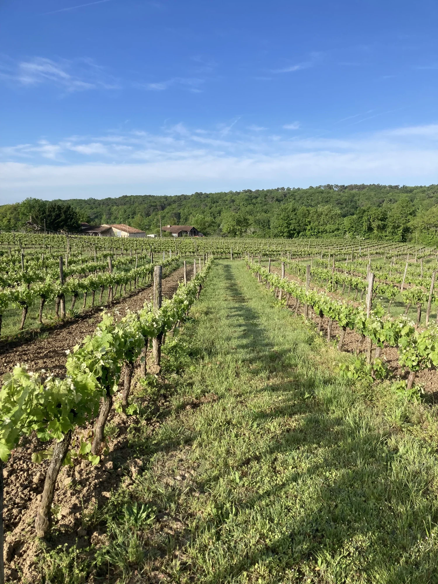 Vue des vignes du domaine Le Voisin