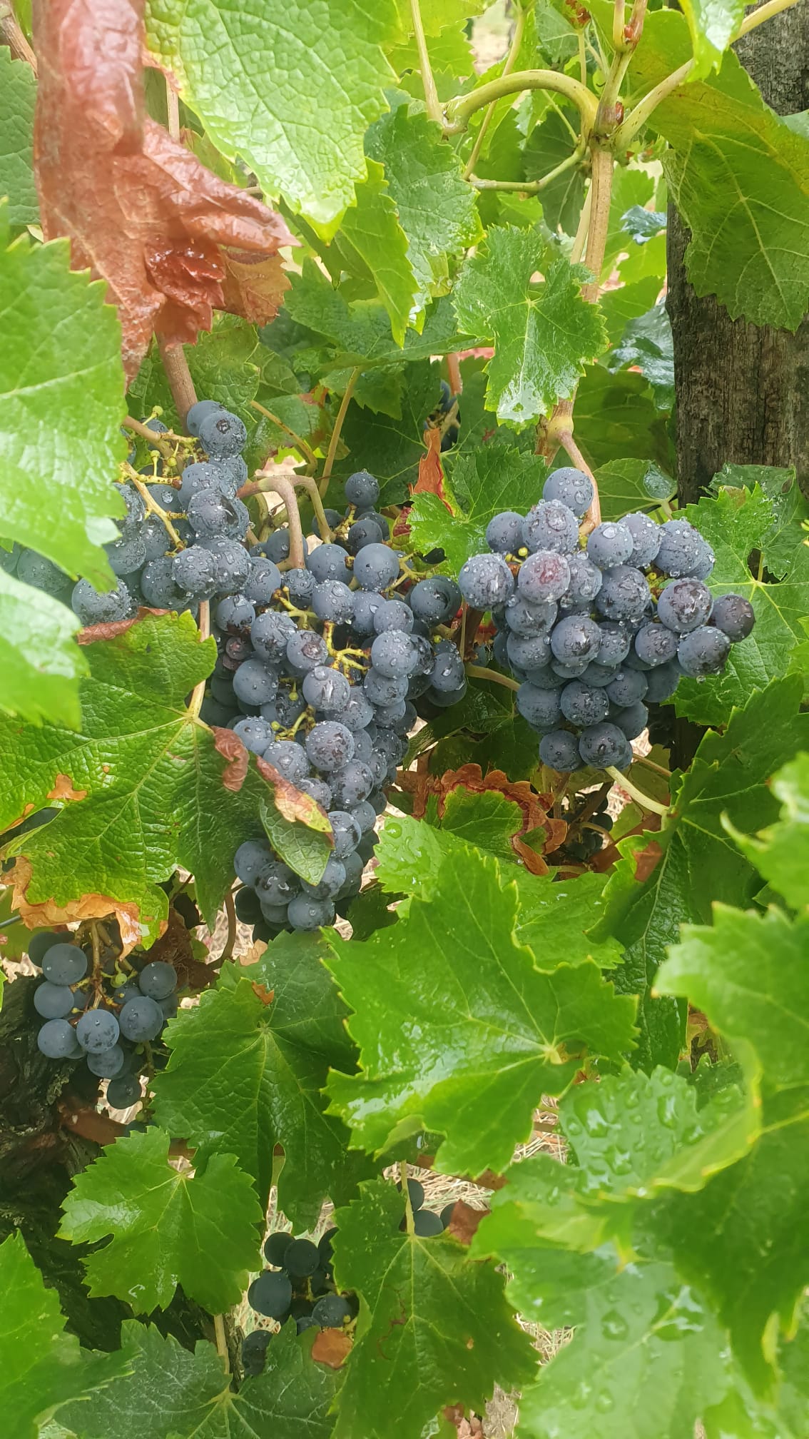 Grappe de raisin
