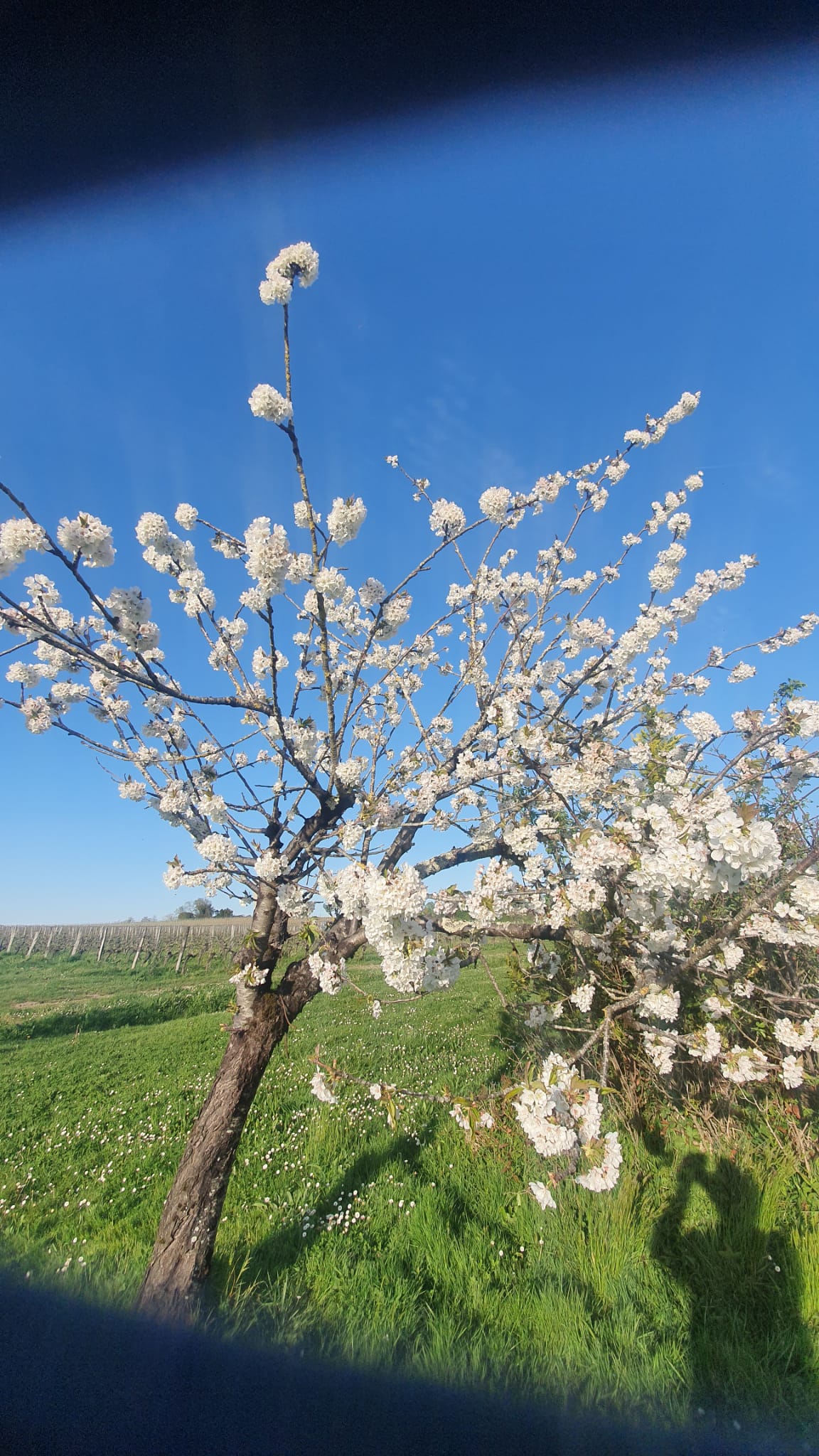 Arbres du domaine