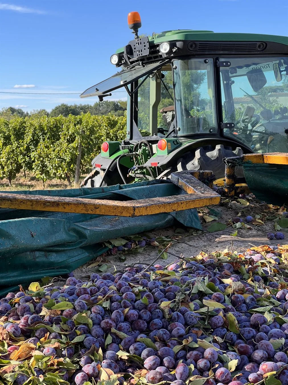 Récolte des prunes au domaine