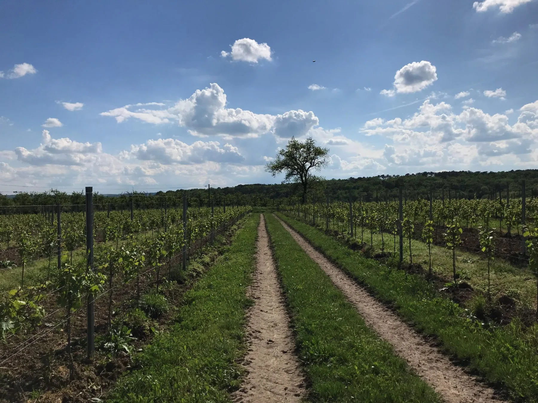 Terroir en vakmanschap